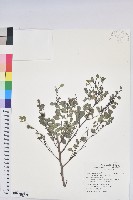 紅仔珠藏品圖，第1張