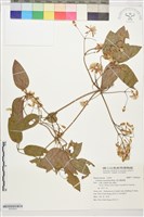 麥氏鐵線蓮藏品圖，第1張