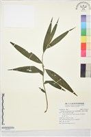 仙茅摺唇蘭、仙茅竹莖蘭藏品圖，第1張