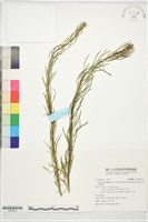 光莖飛蓬藏品圖，第1張