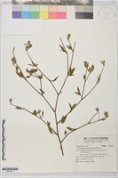 矮筆花豆藏品圖，第1張