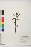 壺托榕、瘦柄榕藏品圖，第1張