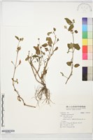 金鈕扣、鐵拳頭藏品圖，第1張