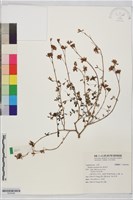 坡油甘藏品圖，第1張