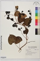 登錄號:S204347藏品圖，第1張