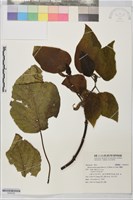 構樹藏品圖，第1張
