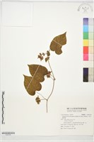 多花娥房藤藏品圖，第1張