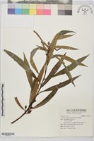 梨果榕藏品圖，第1張