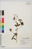 刺芙蓉藏品圖，第1張