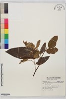 佛來明豆藏品圖，第1張