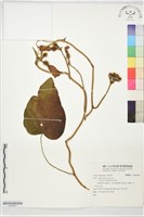 鵲鳥馬兜鈴藏品圖，第1張