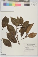 登錄號:S204362藏品圖，第1張