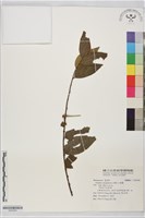 小果棗藏品圖，第1張