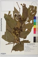 登錄號:S204364藏品圖，第1張