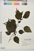 登錄號:S204366藏品圖，第1張