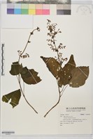 登錄號:S204367藏品圖，第1張