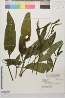 登錄號:S204369藏品圖，第1張