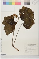 登錄號:S204376藏品圖，第1張
