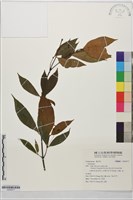 登錄號:S204377藏品圖，第1張