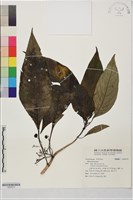 登錄號:S204379藏品圖，第1張