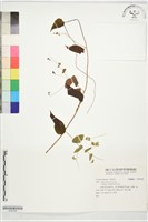 登錄號:S204382藏品圖，第1張