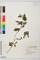 登錄號:S204383藏品圖，第1張
