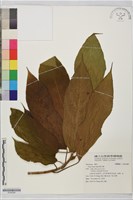 佛手榕藏品圖，第1張