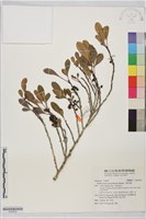 三葉花椒藏品圖，第1張