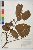 紅果椌木藏品圖，第1張