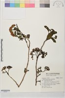 恆春厚殼樹藏品圖，第1張