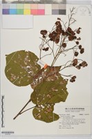 克蘭樹藏品圖，第1張