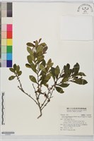 南仁山柃木藏品圖，第1張