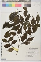 藤花椒藏品圖，第1張