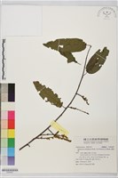 通條樹，喜馬山旌節花藏品圖，第1張