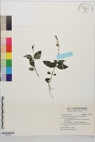 針刺草藏品圖，第1張