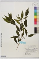 無刺伏牛花藏品圖，第1張