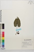 大屯細辛藏品圖，第1張
