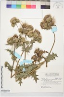 白花小薊藏品圖，第1張