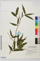 柳葉山茶藏品圖，第1張