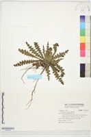鱗毛薊藏品圖，第1張