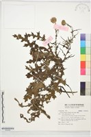 華薊藏品圖，第1張
