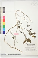 油菊、野菊藏品圖，第1張