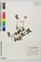 灰葉蕕藏品圖，第1張