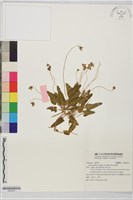 短毛堇菜藏品圖，第1張