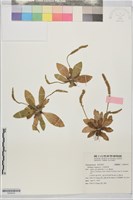 毛車前草藏品圖，第1張