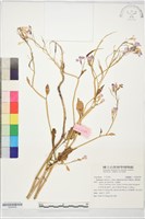 濱萊菔藏品圖，第1張