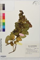 忍冬、金銀花藏品圖，第1張