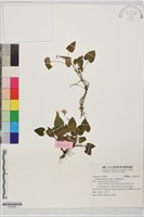 長梗紫花菜藏品圖，第1張