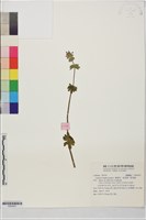 寶蓋草、抱莖葉、野莞麻藏品圖，第1張