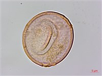 糙葉樹藏品圖，第3張